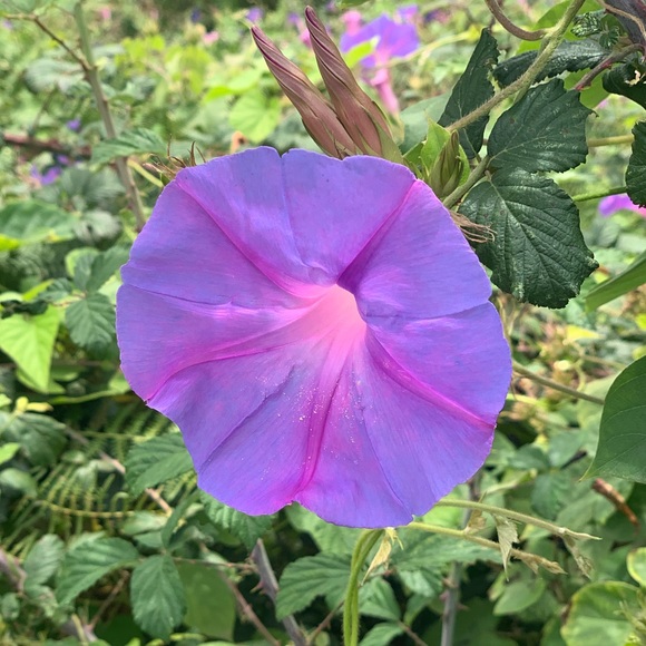 Meet your Posher, Liliana - Picture 1 of 1